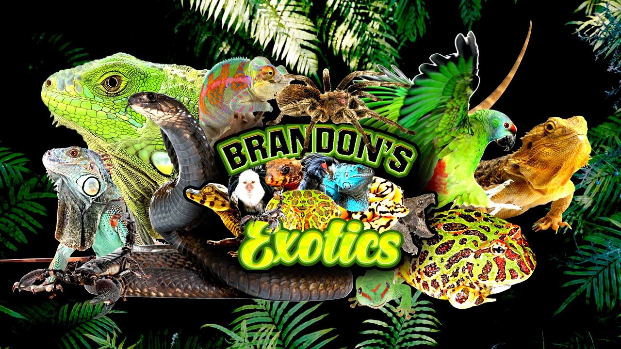 Wholesale Exotic Pets Exotic Pets, Petstore, Pet Shop